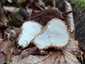Tüskés pöfeteg (Lycoperdon echinatum), Zemplén
